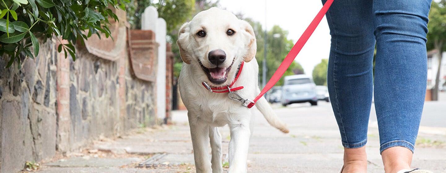 Puppy walking on leash hotsell